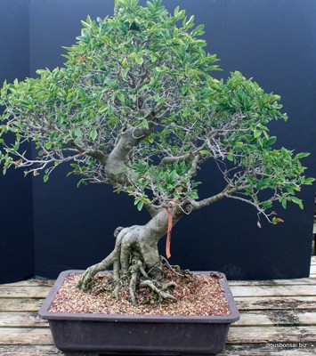 Chinese Elms Bonsai Tree