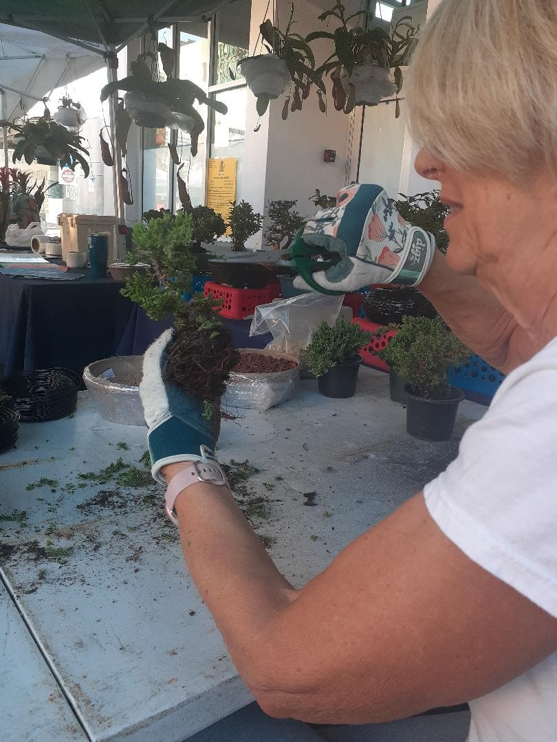 Bonsai Tree Nursery Sarasota Exotic Plant Nursery Sarasota Lou's