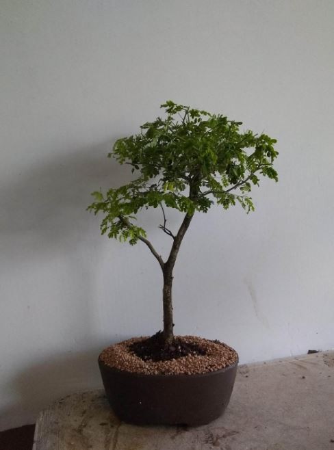 Medium Brazilian Raintree bonsai in 8 inch pot 12yrs old