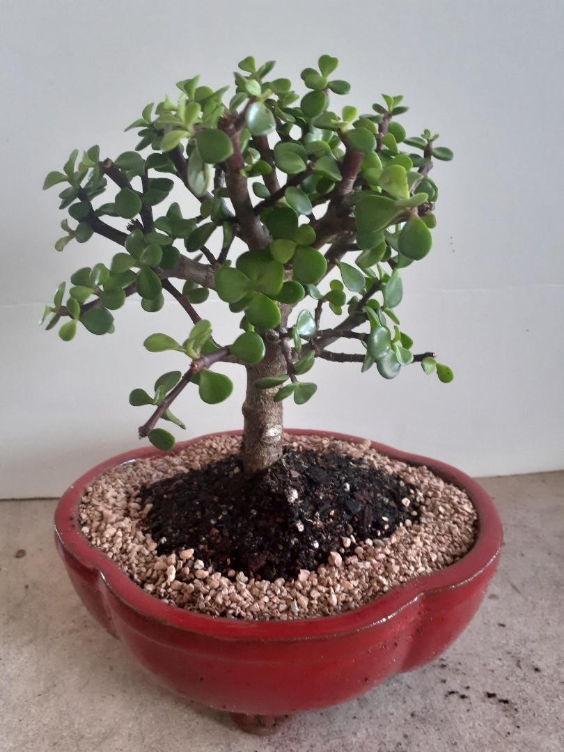 Baby jade bonsai tree in 8inch pot for beginners