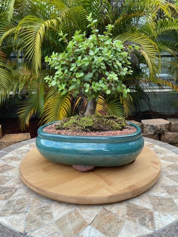 Dwarf Jade amazing beginner bonsai tree