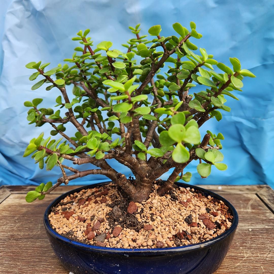 Baby Jade in 8inch pot beginner tree Rare Japanese Pot  MULTI TRUNK
