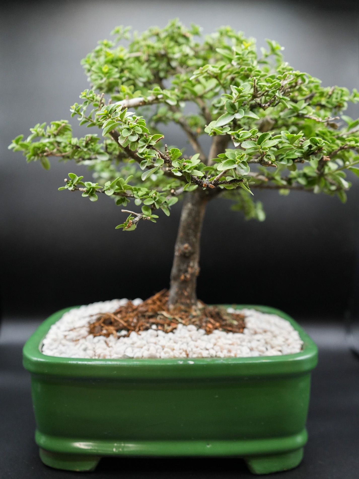 Parrots beak bonsai tree in 10 inch pot