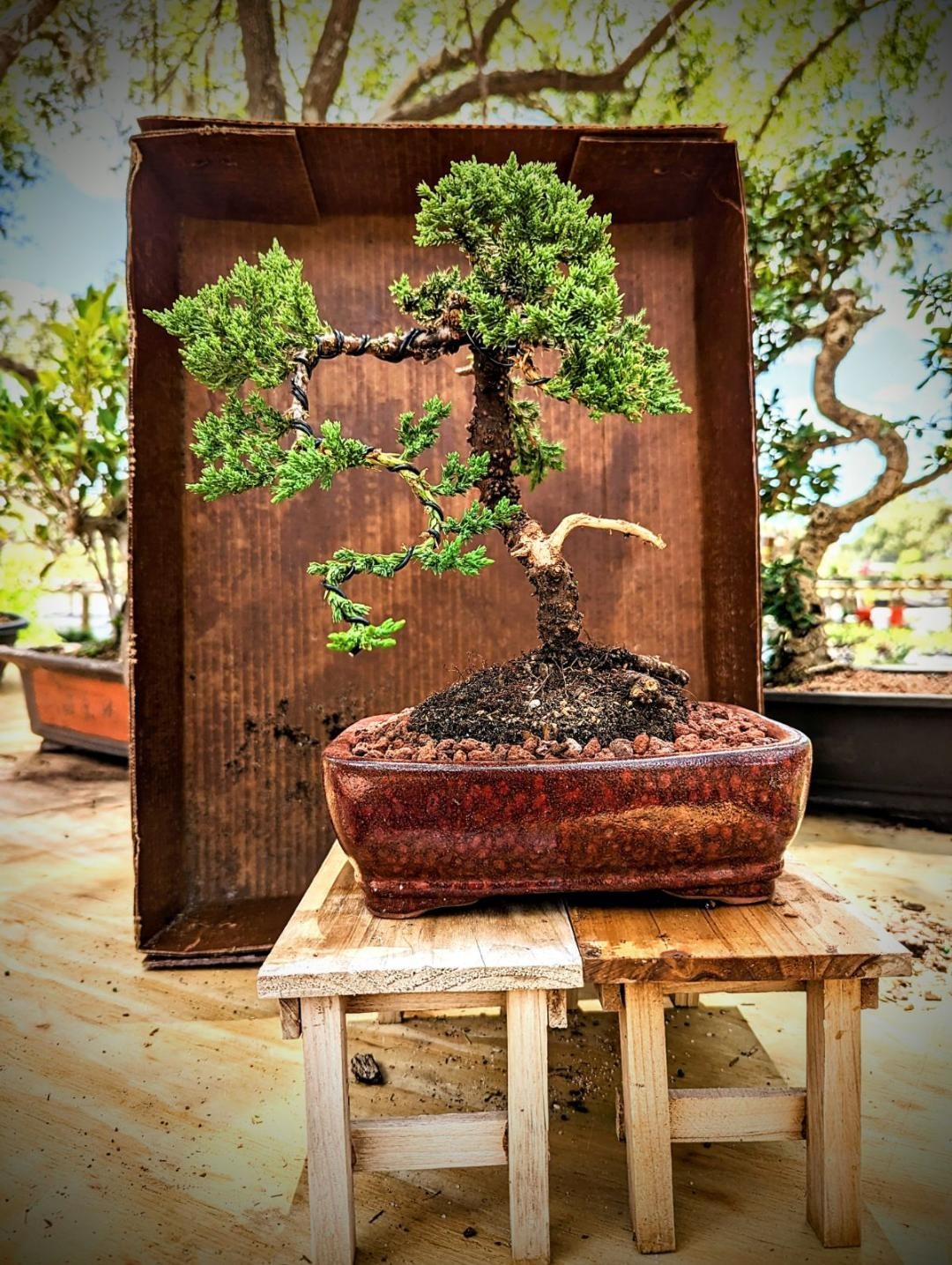 Jon #2 Trained master Juniper 10 inch pot