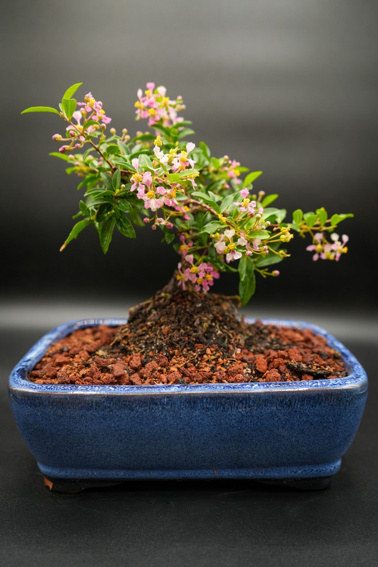 cherry mini bonsai in 8inch pot B3