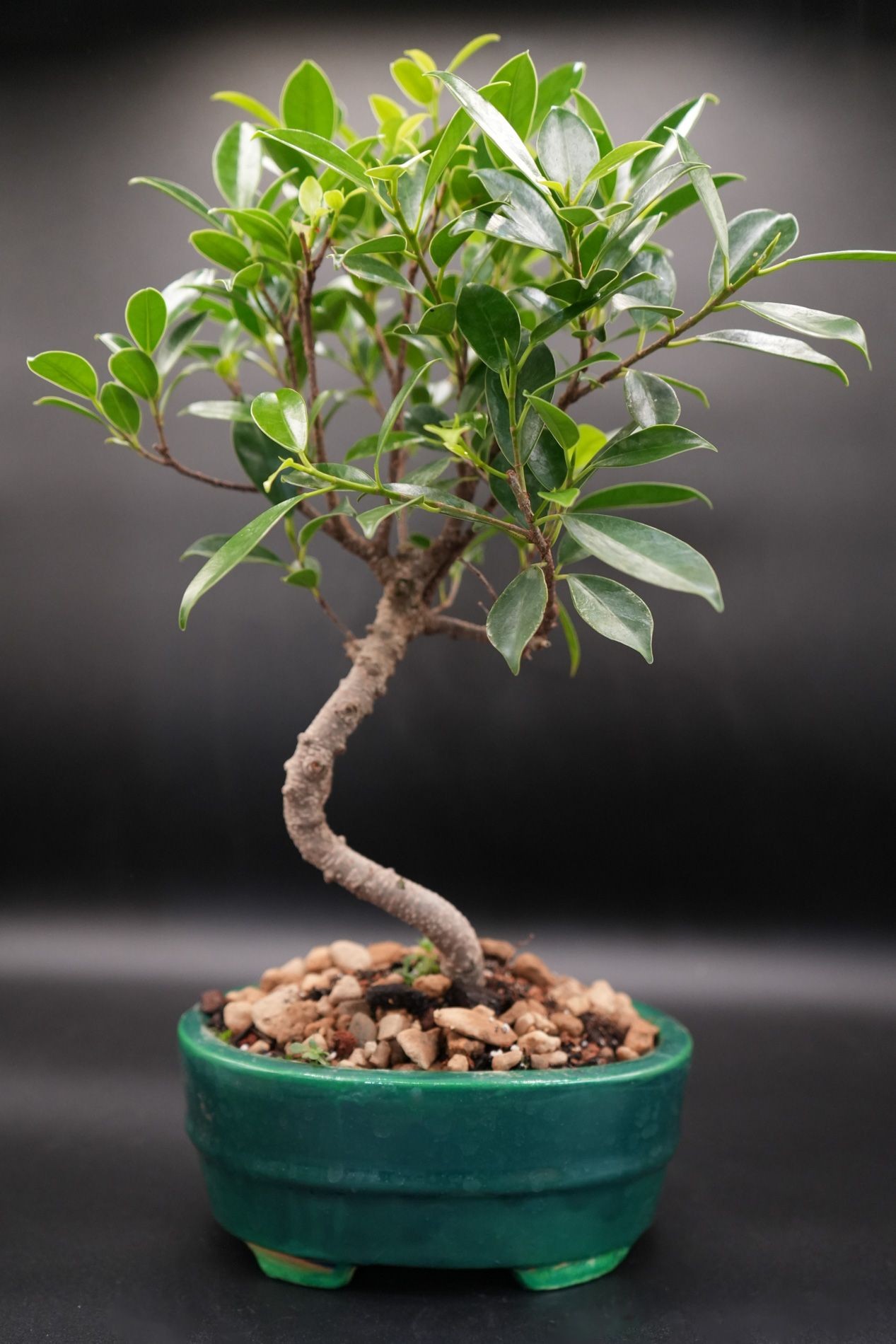 Ficus retusa  S shaped trunk bonsai tree B#