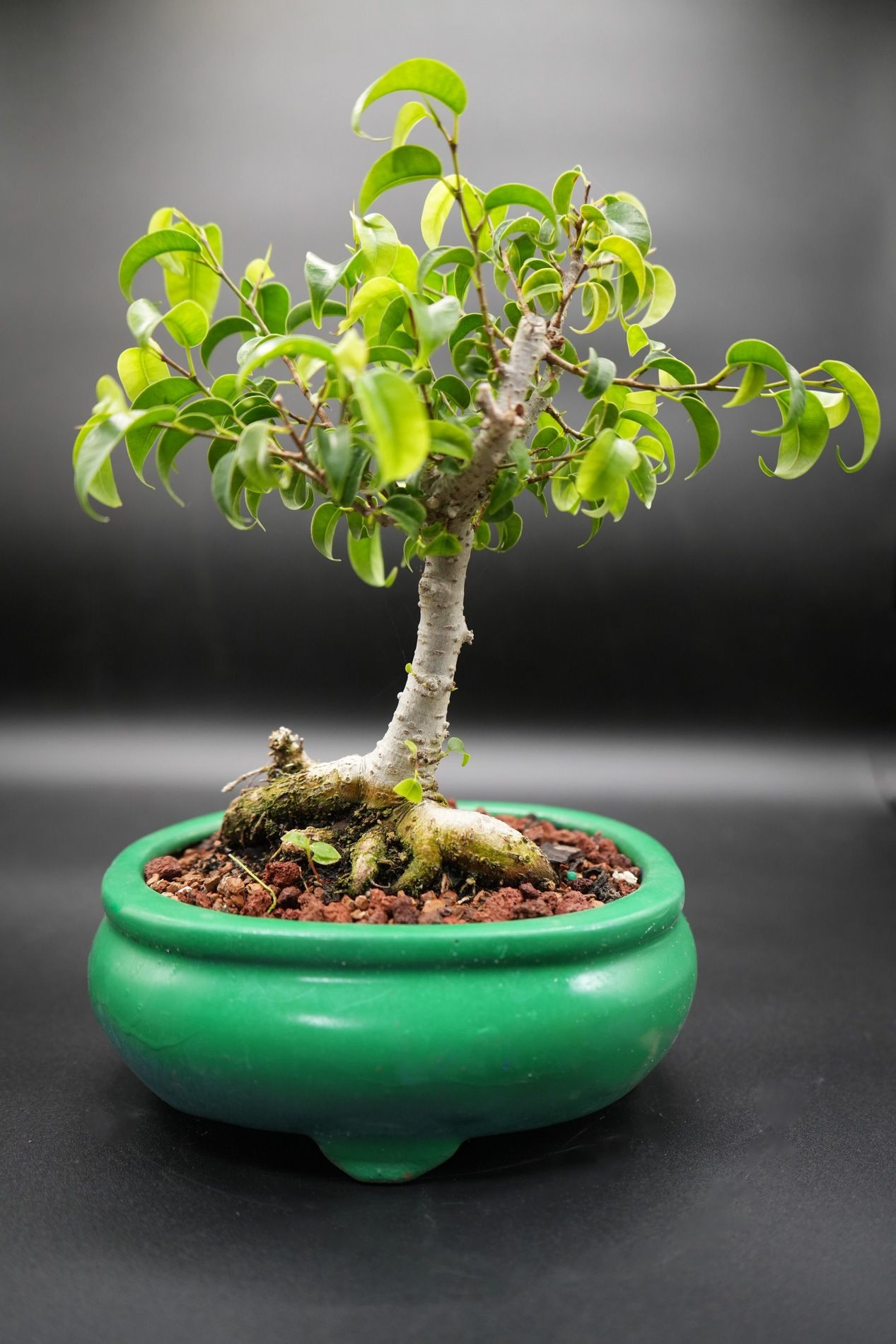 Ficus too little B1 bonsai tree for the beginner