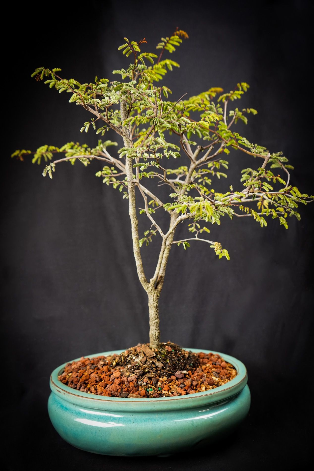 Large Divi Divi bonsai tree