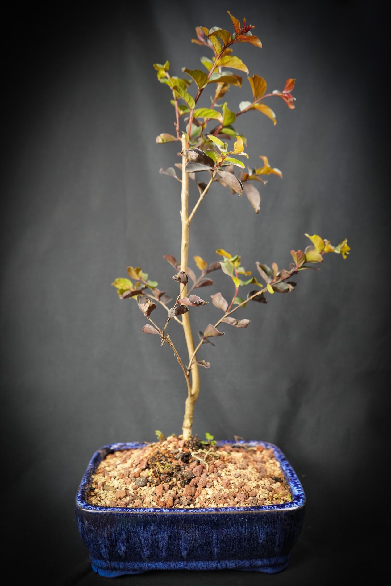 Purple and Pink crepe myrtle bonsai 3yr projects from cuttings