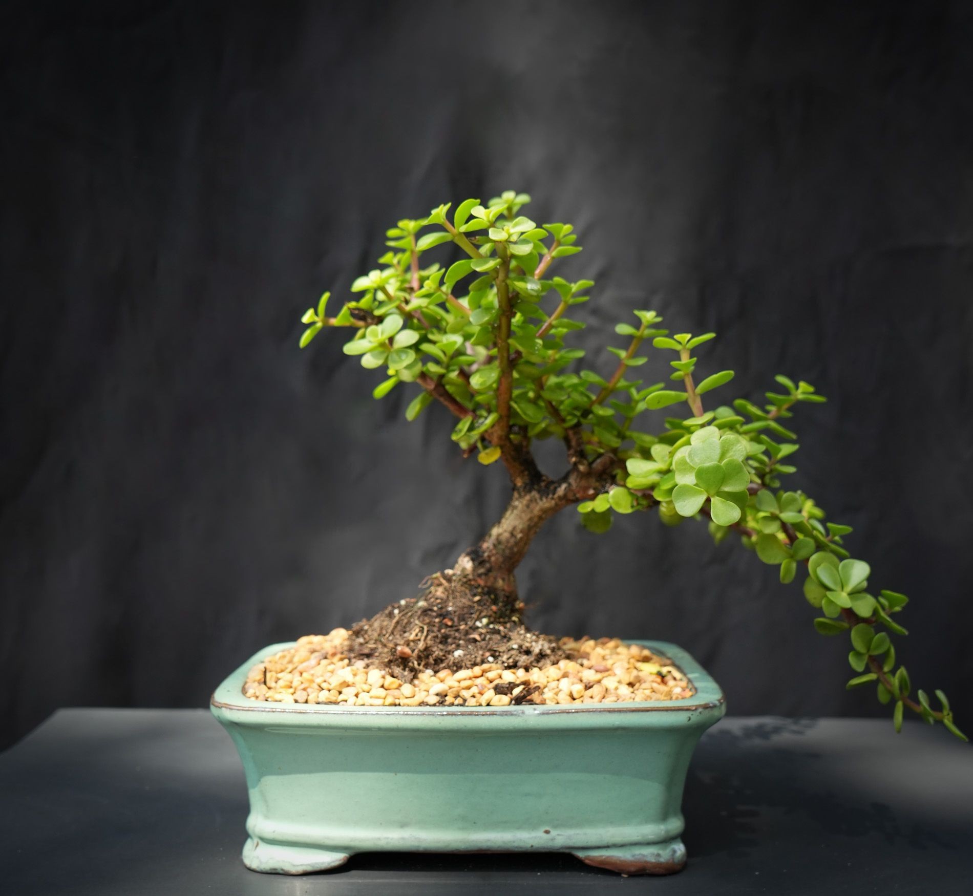 Variegated Windswept jade bonsai tree
