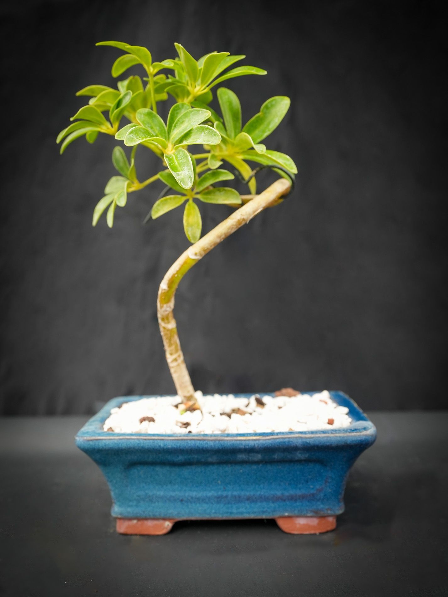 Umbrella bonsai tree for the true beginner