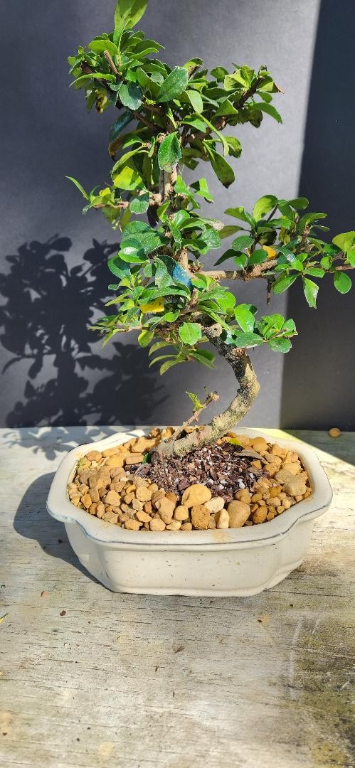 Imported Fukien Tea Small Leaf Bonsai Tree 12yrs Old