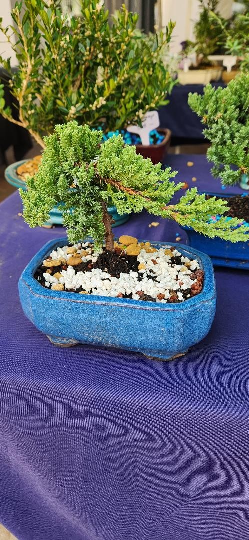 Juniper bonsai tree