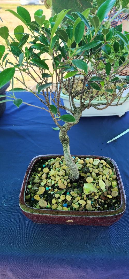 Ficus Retusa Bonsai Tree By Lousbonsai