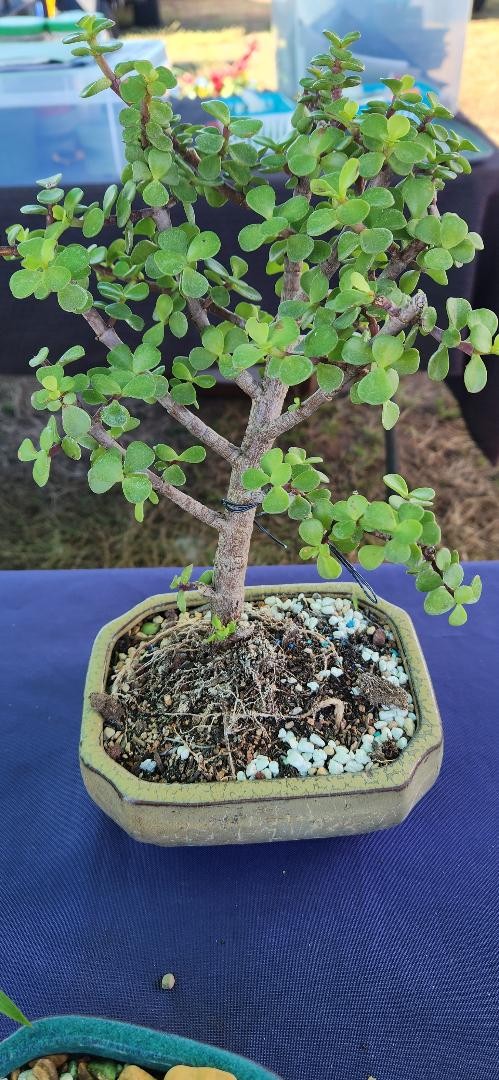 Lousbonsai.com baby jade bonsai tree for the beginner