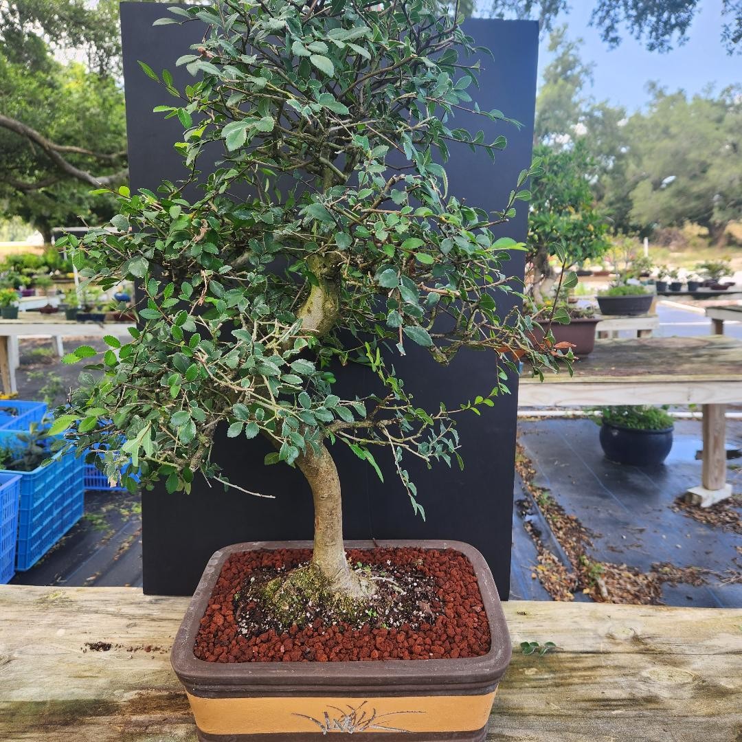 Chinese Elm Bonsai Tree 26yrs Old