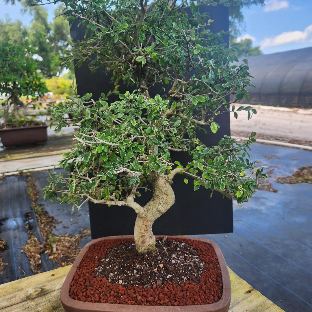 IMPORTED CHINESE ELM 25yrs old High quality ot