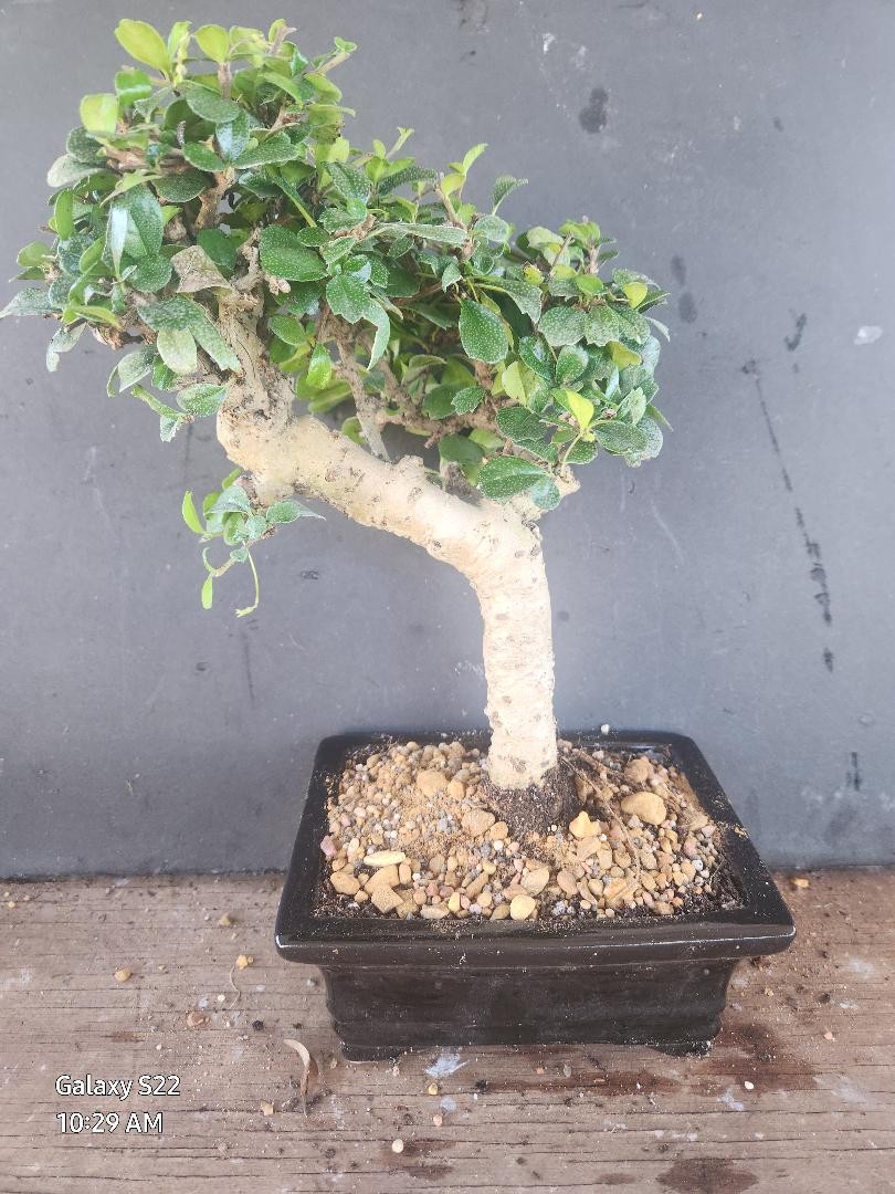 LOUSBONSAI.COM FUKIEN ST TRUNK