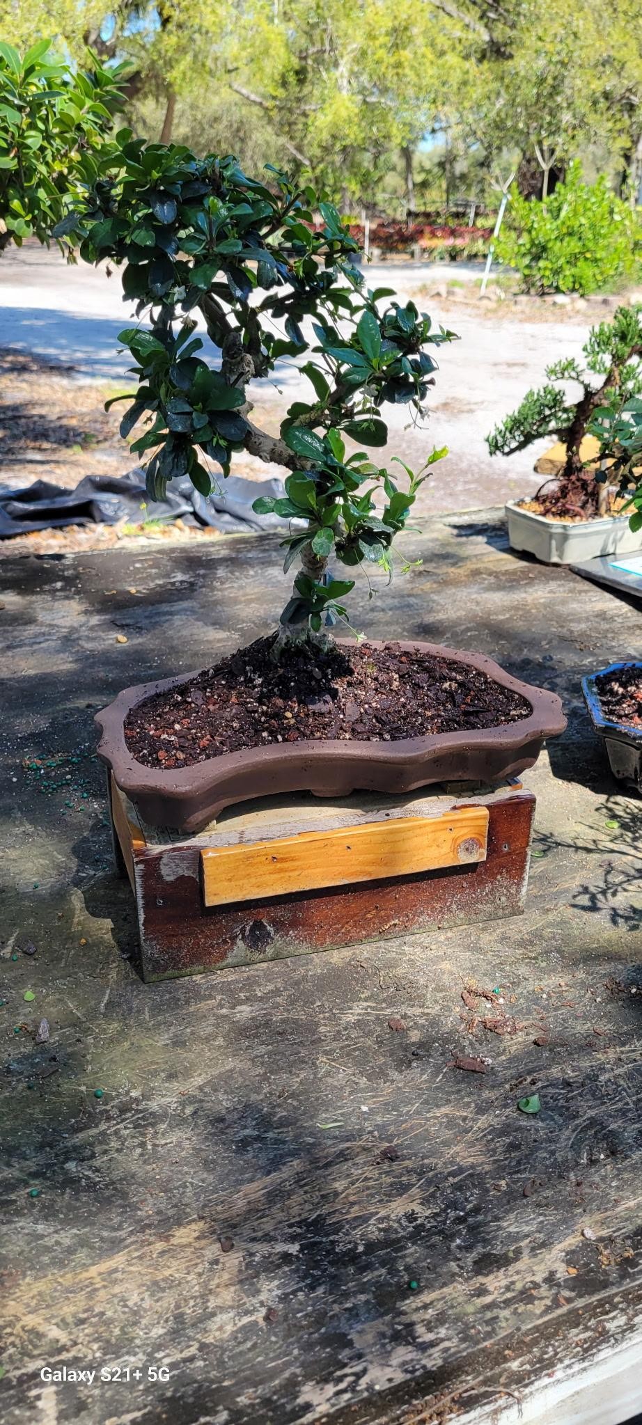 Fukien tea imported bonsai in high quality pot