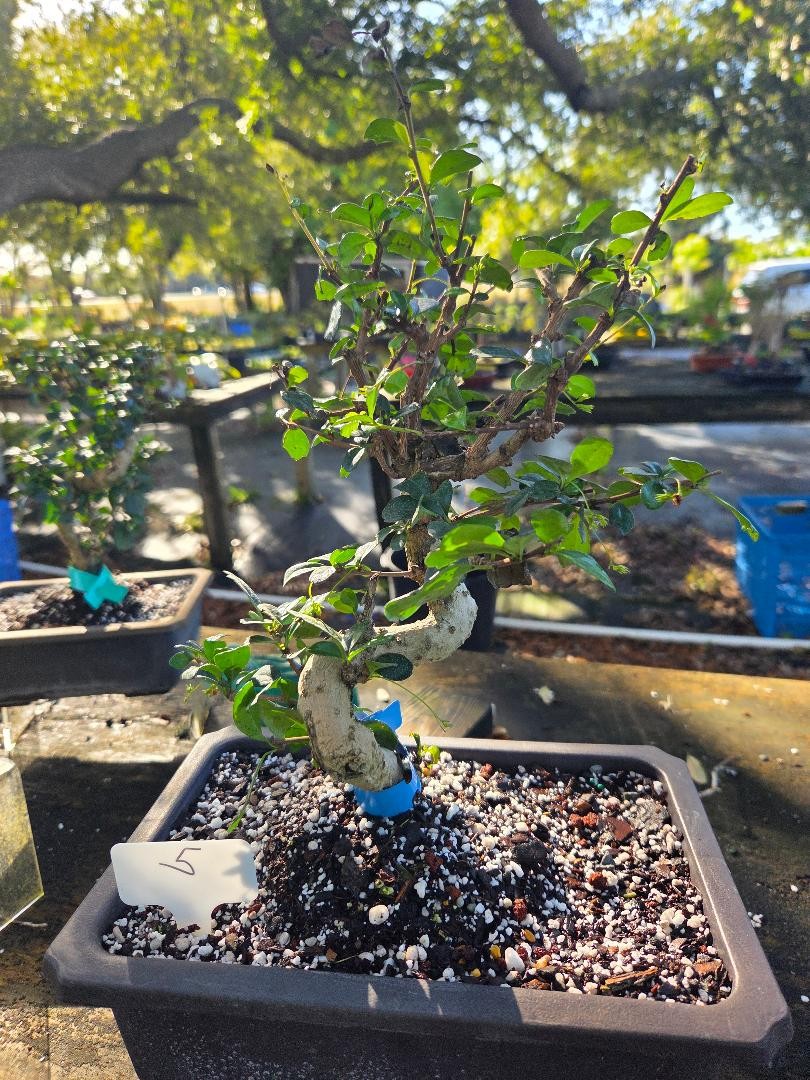 13 YR Ficus Retusa banyon tree with great bonsai pot