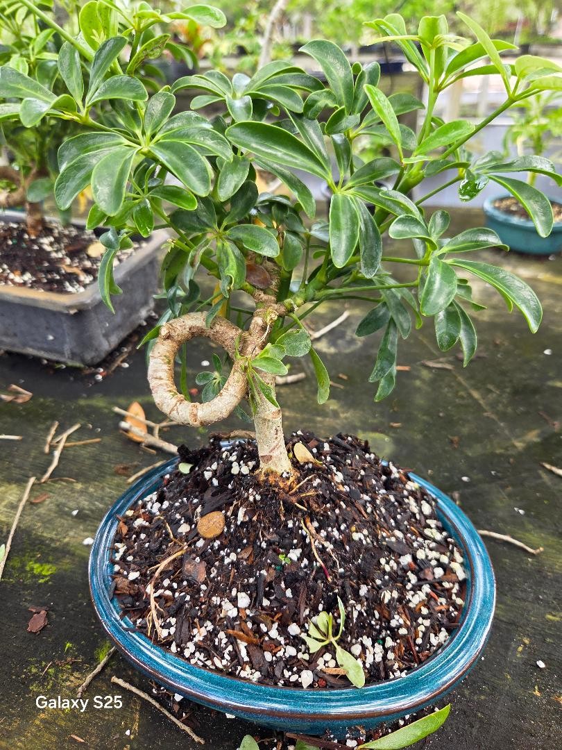 Styled Umbrella bonsai tree for the true beginner coiled