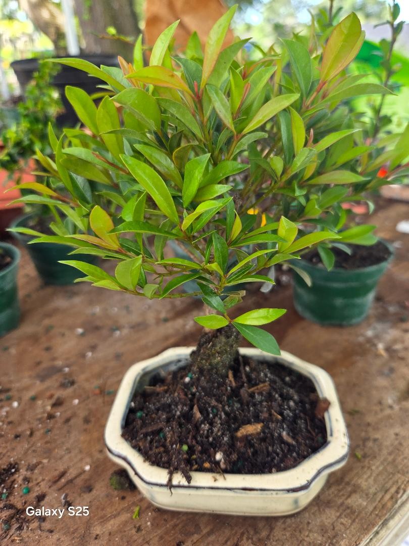 Brush Cherry Indoor Bonsai Tree Large