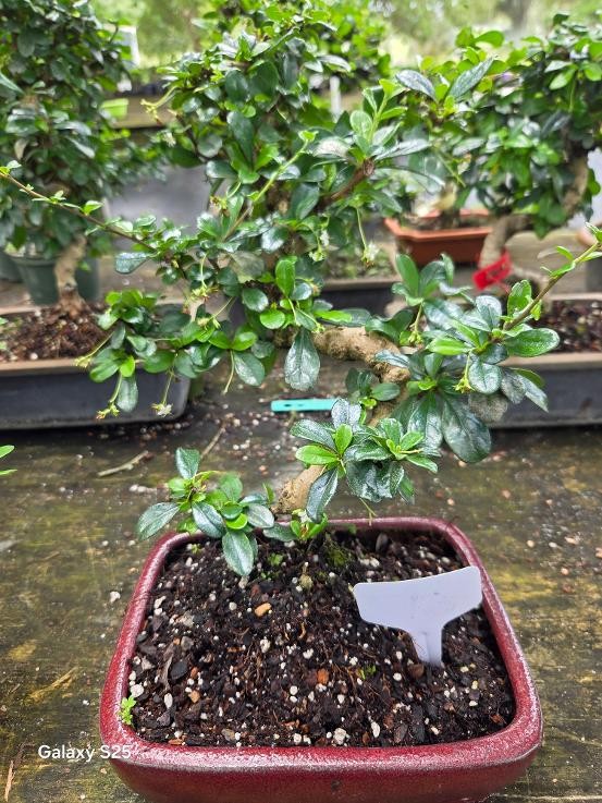 Fukien Tea Bonsai Tree 11yrs Old