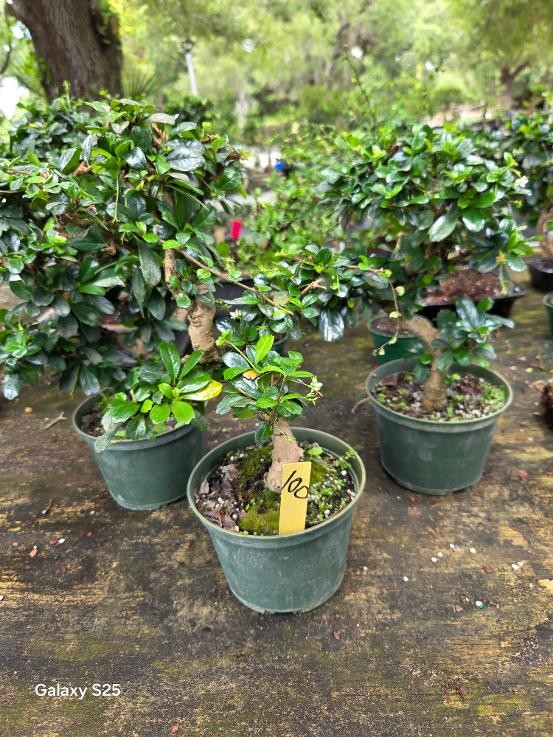 Lousbonsai.com fukien tea bonsai  in 6inch pot Use your pot