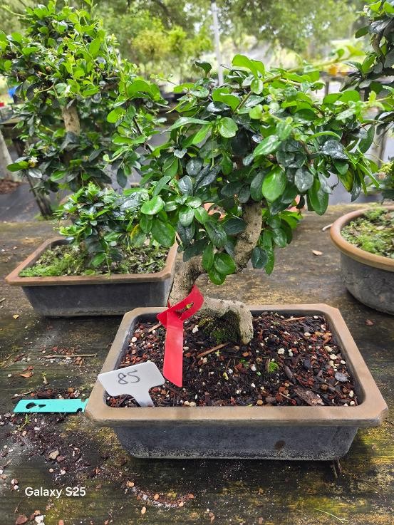 LOUSBONSAI.COM FUKIEN ST TRUNK