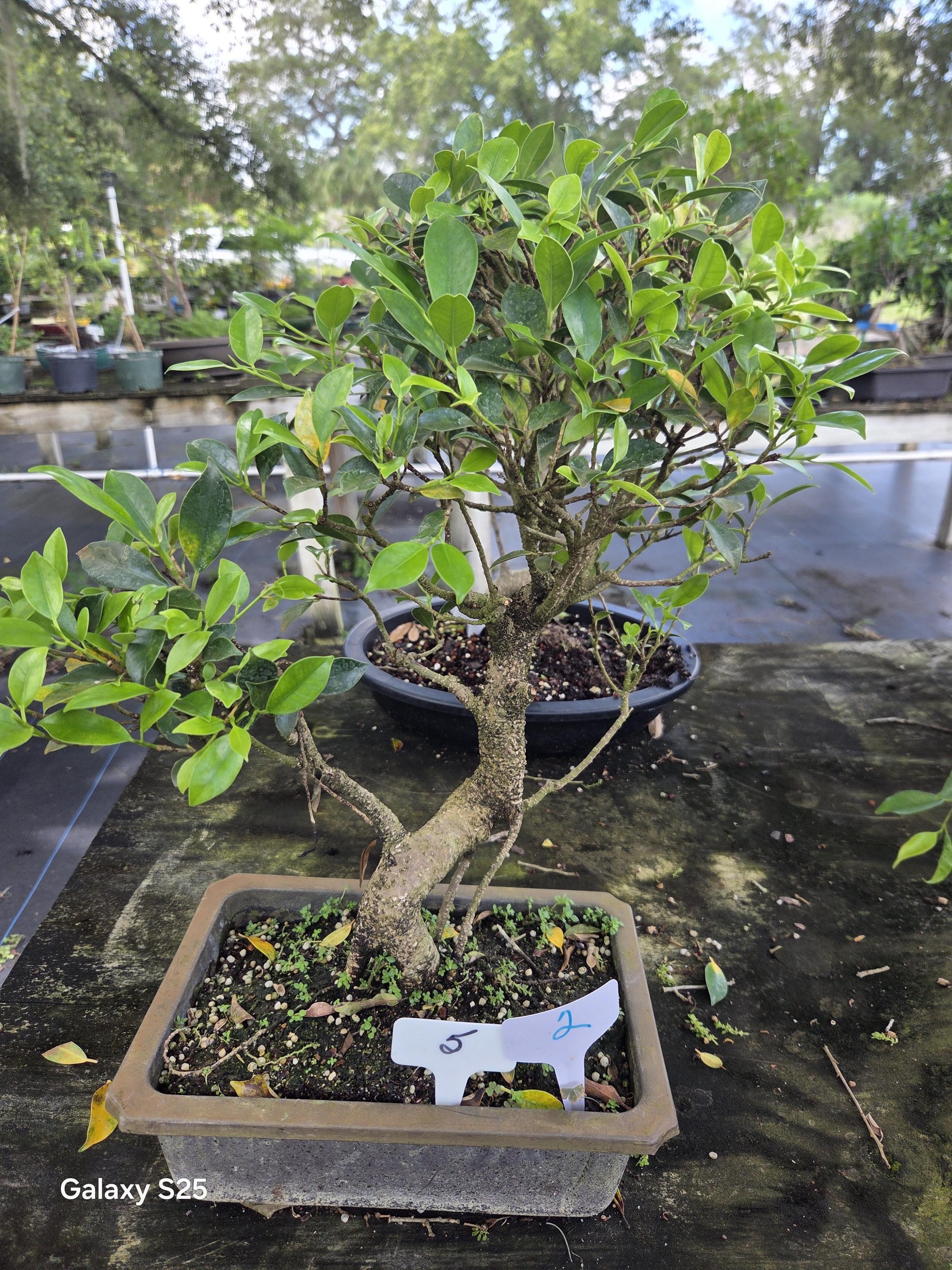 Ficus Retusa Bonsai Tree 13yrs Old