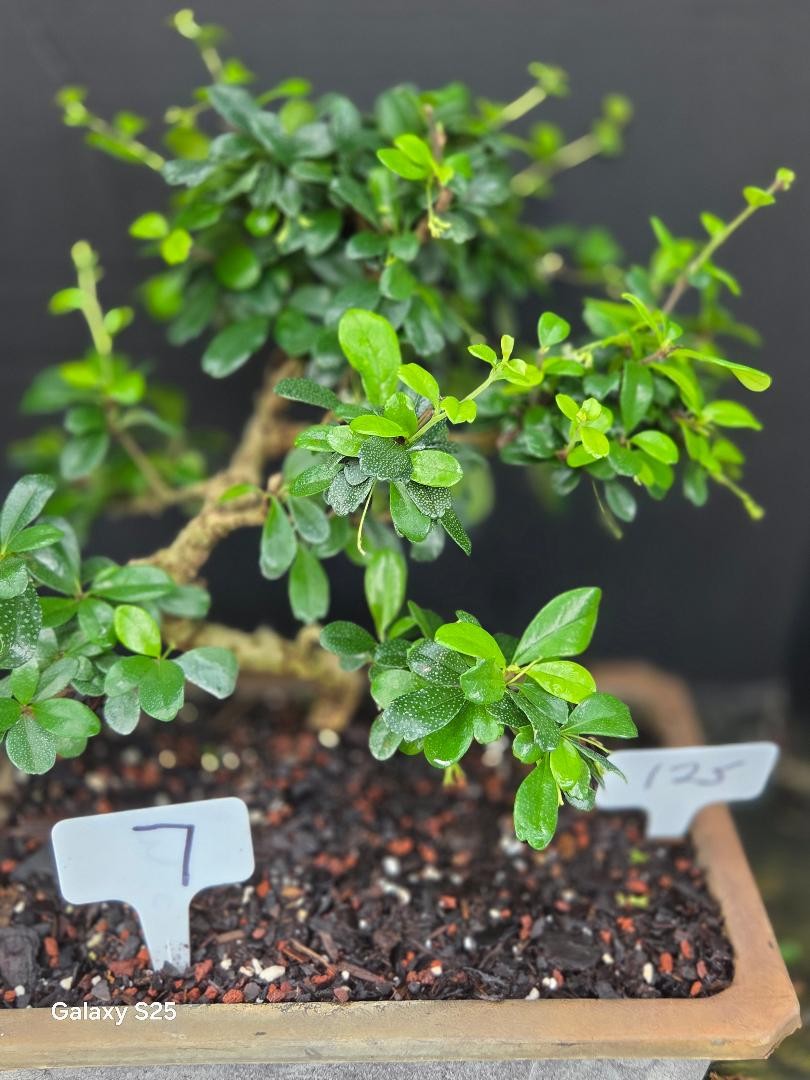 17yr FUKIEN TEA