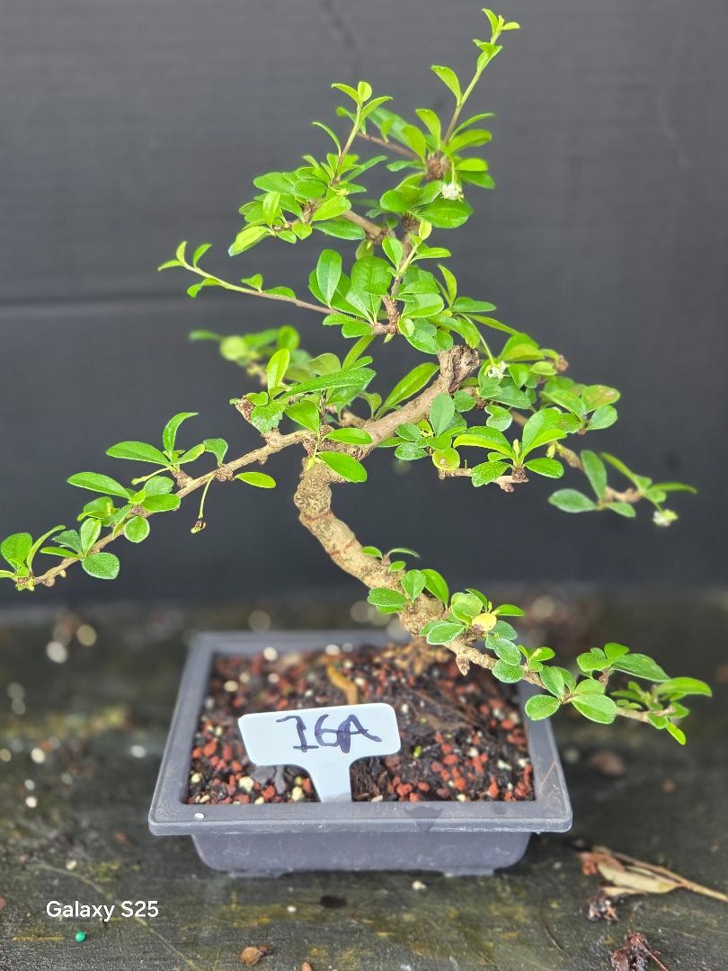 Lousbonsai.com fukien tea bonsai  in 6inch pot Use your pot