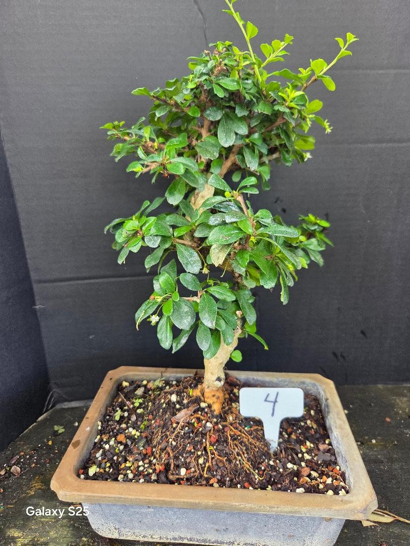 Fukien tea 12yrs old white flowers red berries LR1