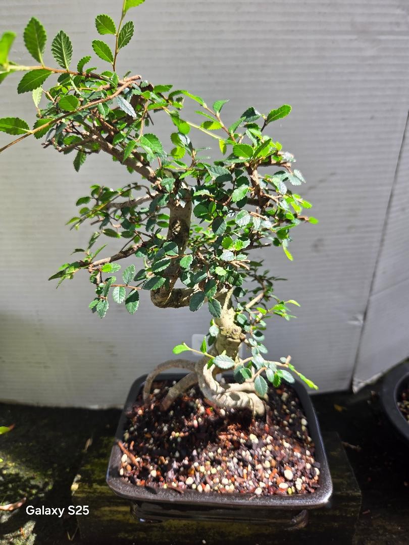 11yr Old Chinese Elm bonsai tree.  What structure aerial roots