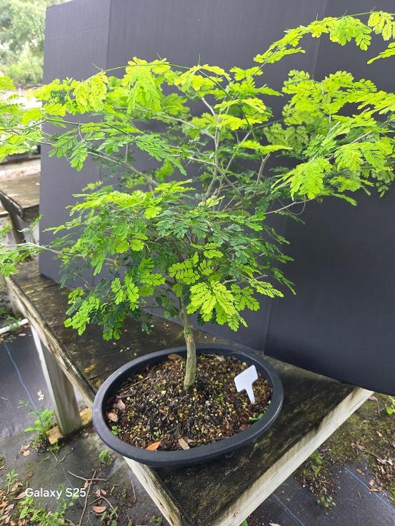 Brazilian Raintree Beginner bonsai