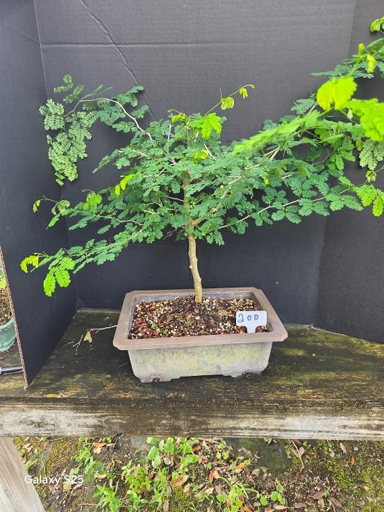 Dwarf Brazilian raintree in 10inch pot.