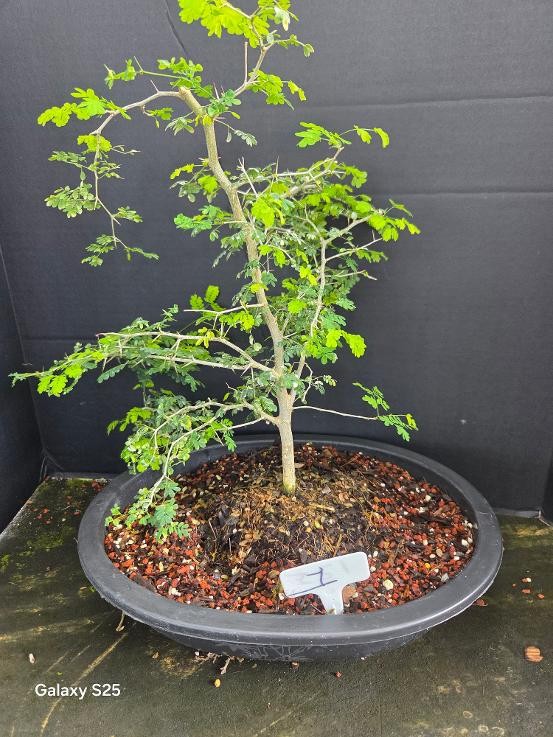 New crop Brazilian raintree in 10 inch pot