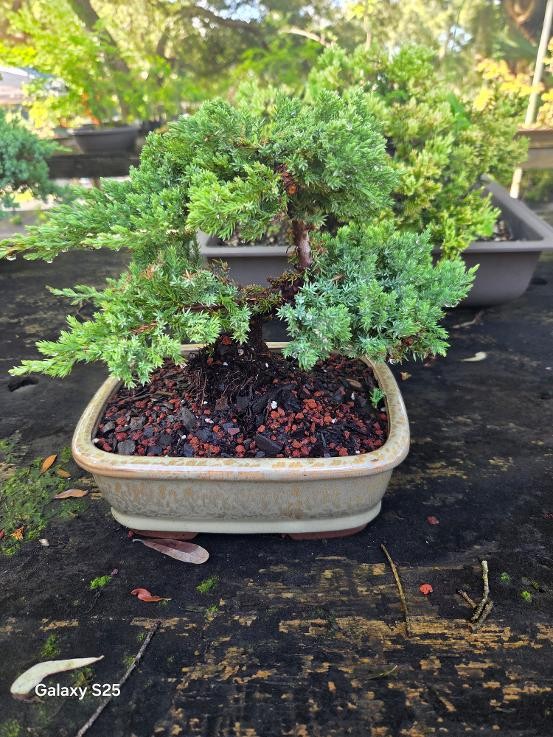 Prebonsai Juniper Bonsai Tree