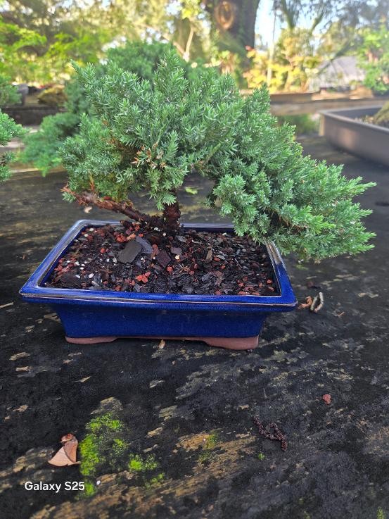 Juniper Bonsai Tree with stone