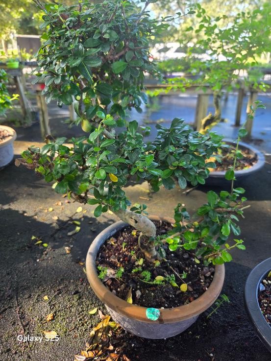 17yr FUKIEN TEA