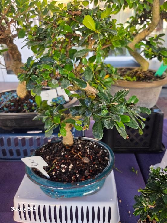 Prebonsai Fukien Tea Flowering Bonsai Tree