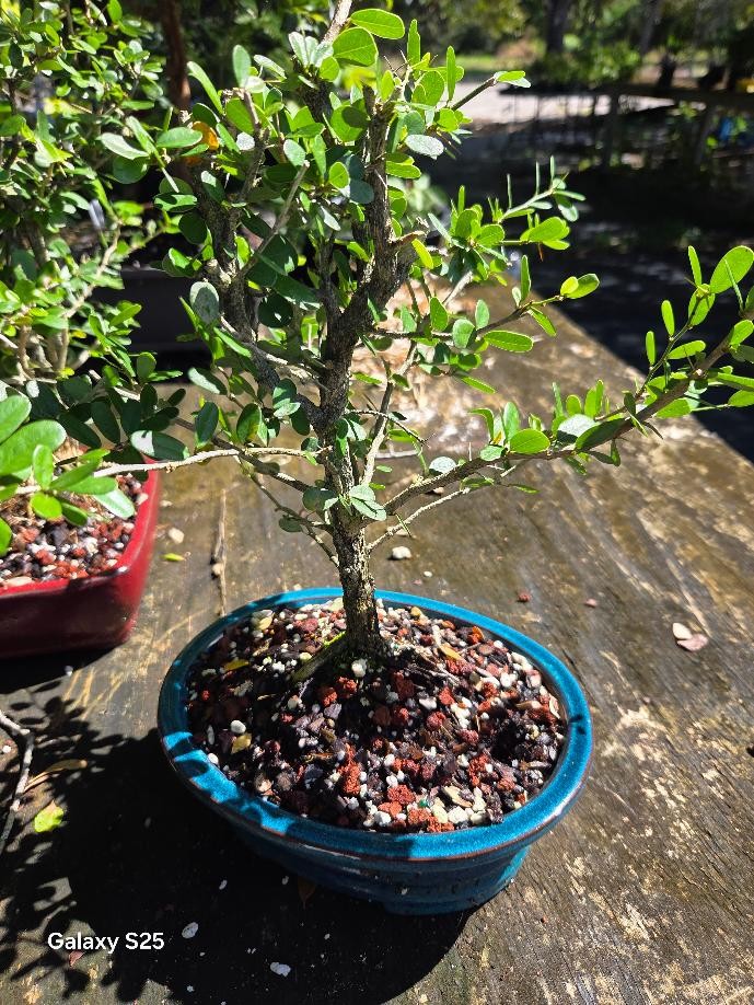 purple flowering bluebell bonsai