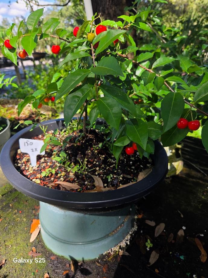 Cherry bonsai tree DWARF   LARGE  10  INCH OVAL