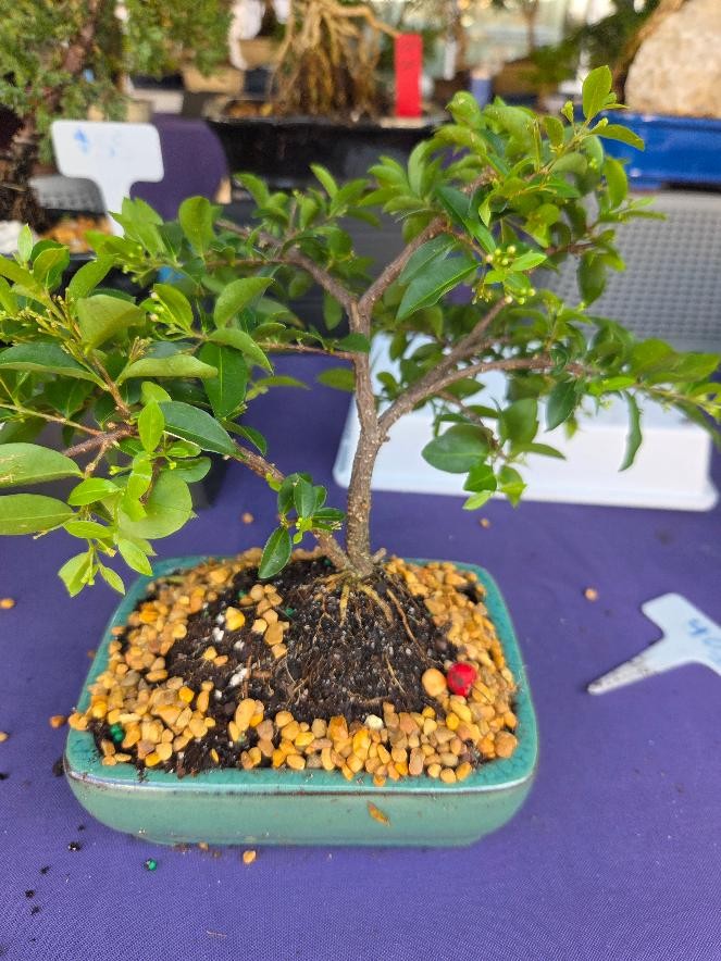 Dwarf Cherry weeping flowering bonsai tree what flowers pink, yellow and fruits gift in box