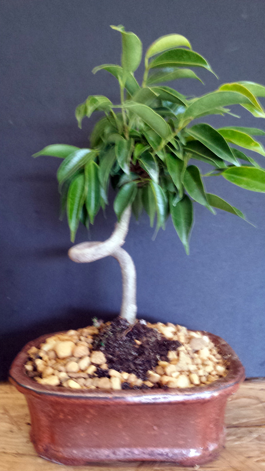 Coiled Ficus Oriental Small Indoor Bonsai Tree Small