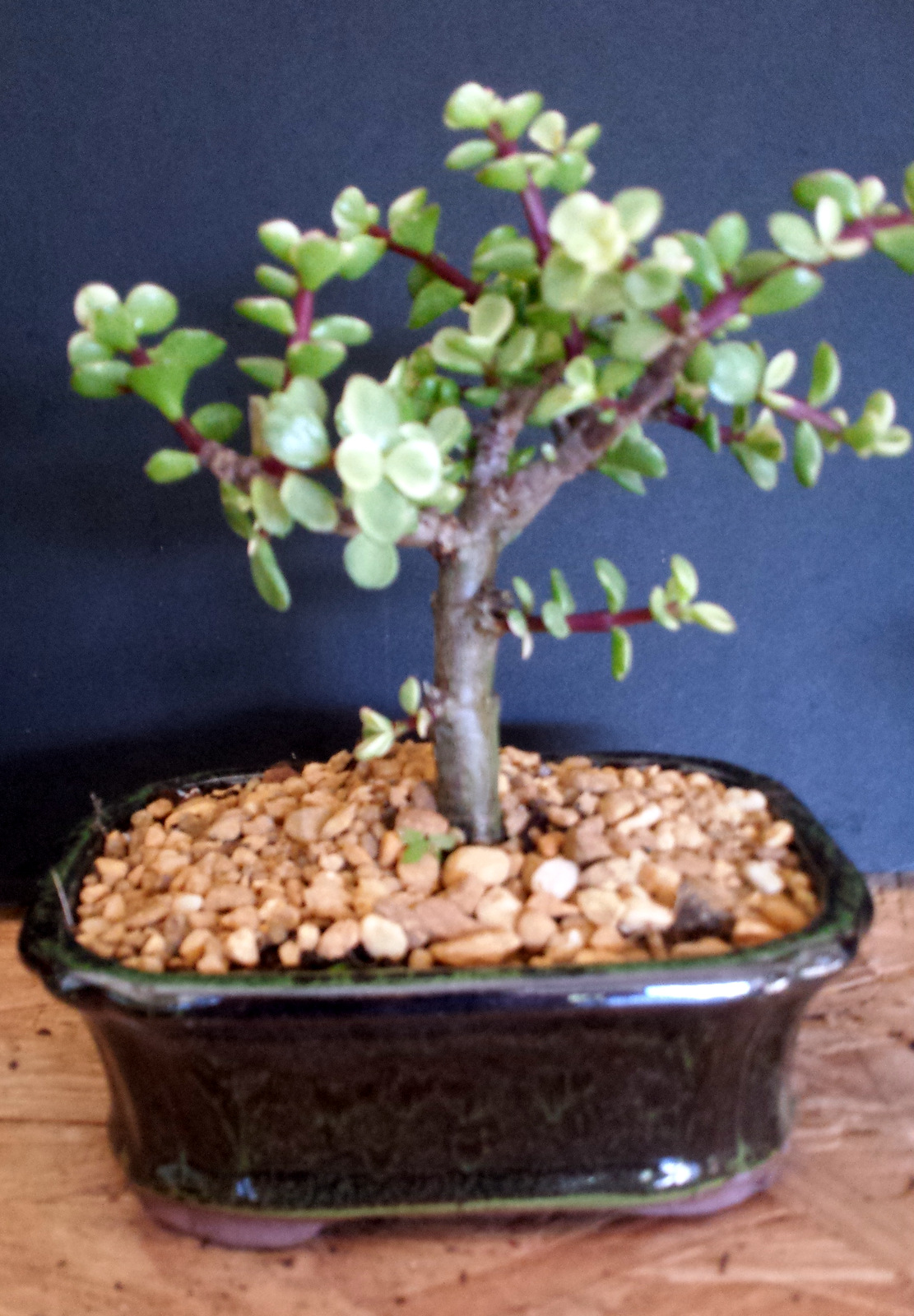 Dwarf Variegated Jade Small Indoor Bonsai Tree Small