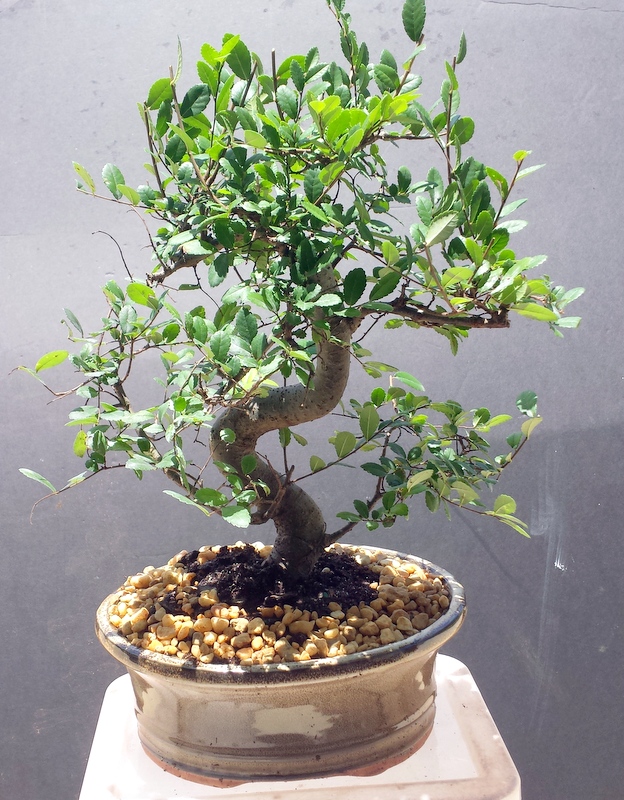 15yr Chinese Elm Imported Bonsai Tree
