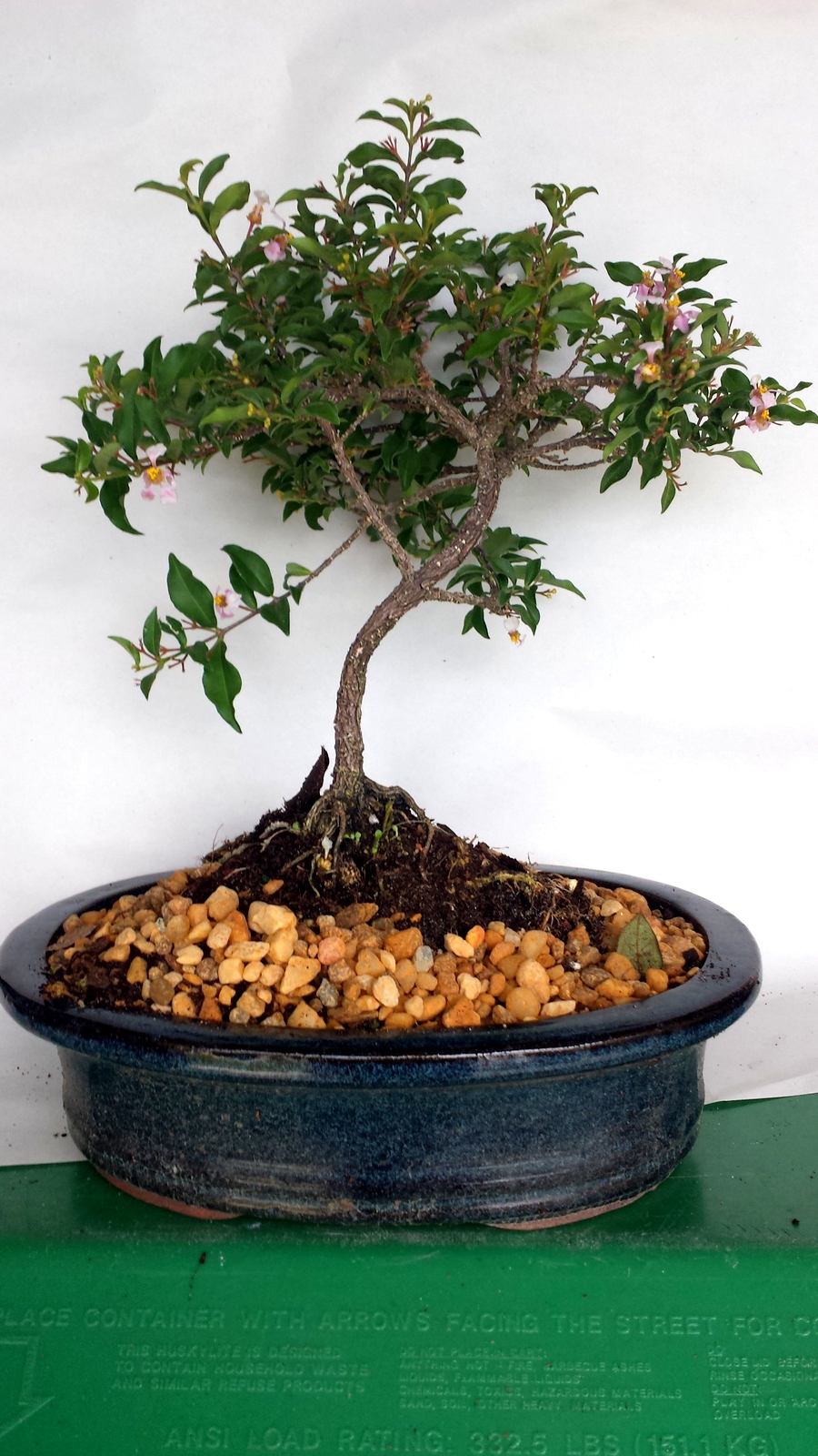 Cherry bonsai tree DWARF