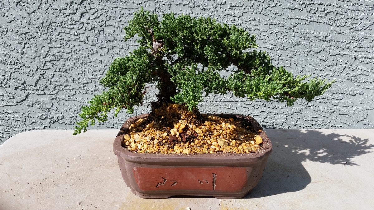 Juniper Bonsai Tree Large specimen