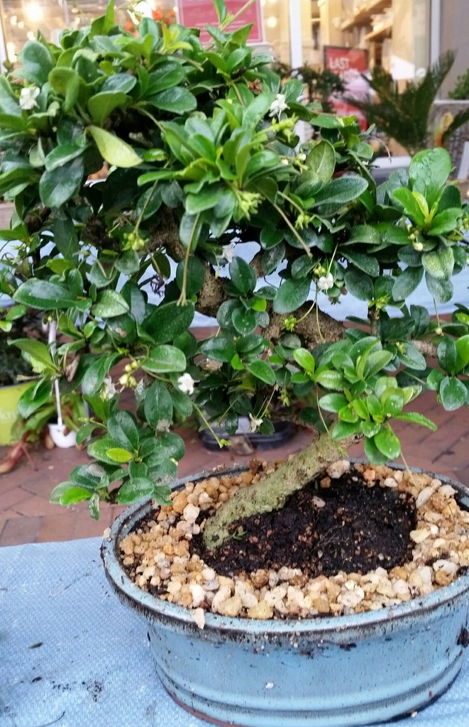 Flowering and berries Fukien tea with tray and pebbles  FK1